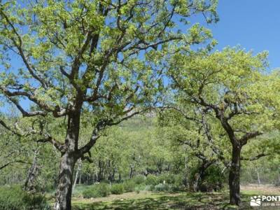 Parque Natural del Valle de Alcudia y Sierra Madrona; puerto cotos madrid armeria segoviana mochilas